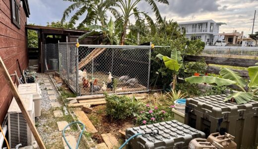 ニワトリ🐓も飼ってます