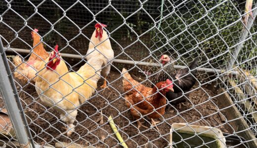 ニワトリも飼ってます